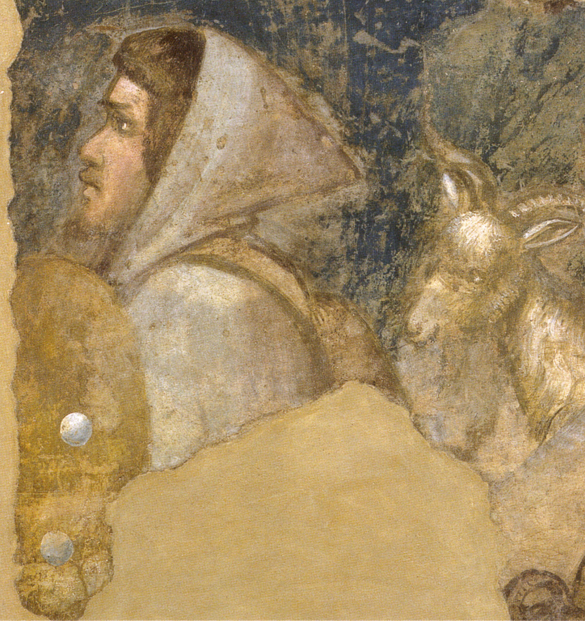 testa di pastore affresco giotto all'accademia